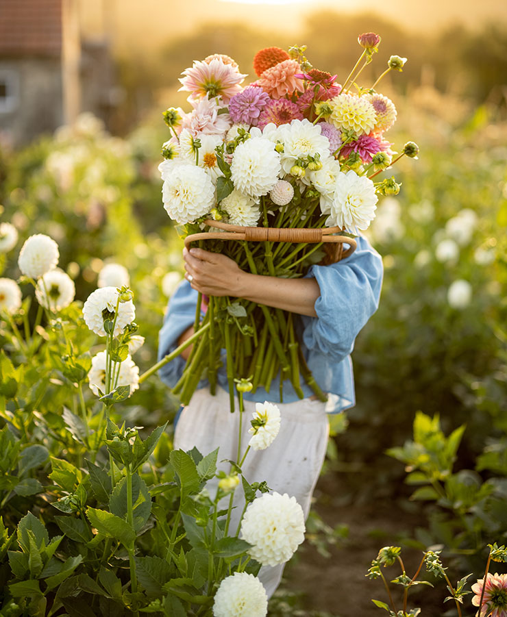 Wholesale Cut Flower Rooted Cuttings and Liners at North Carolina Farms